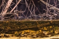 Forest_Creek_near_Barcelos_Rio_Negro_tributaries_in_Brazil_II_1-1024x210