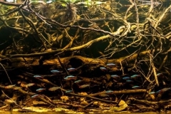 Forest_creek_near_Barcelos_Rio_Negro_tributaries_in_Brazil_1-1024x320