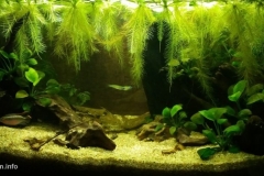 Forest_pond_Cameroon_West_Africa_1-1024x474