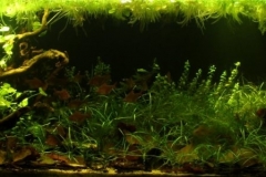 Forest_stream_of_the_Mamore_river_near_the_mouth_of_the_Rio_Guapore_Bolivia_1-1024x299