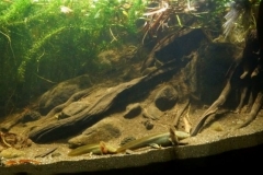 Habitat_Ambystoma_dumerilii_Patzcuaro_Lake_riverside_Uranden_Mexico_1-1024x371