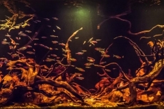 Igarape_Cajari_a_tributary_of_Rio_Caures_Amazonas_Brazil_1-1024x371