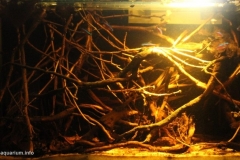 Igarape_Xinane_Acre_Brazil_1-1024x571