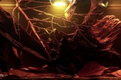 Igarape_do_Daracua_shallow_blackwater_habitat_Rio_Negro_river_Brazil_1-1024x435