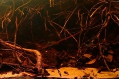 Igarape_do_Daracua_the_small_forest_stream_of_Rio_Negro_river_near_Barcelos_Brazil_1-1-1024x256