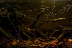 Igarape_near_Rio_Daraa_tributary_of_Rio_Negro_Amazonas_Brazil_1-1024x328