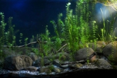 Intensive_vegetation_areas_of_Kirkgoz_springs_Antalya_Turkey_1-1024x390