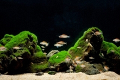 Intermediate_habitat_near_Kapampa_Tanganyika_Lake_D_R_Congo_1-1024x424