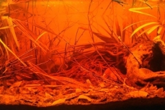 Jungle_waterway_of_Lago_Penera_on_the_Rio_Uaupes_Brazil_1-1024x406