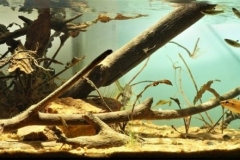 Kahang_Stream_at_Johor_district_Peninsula_Malaysia_1-1024x294