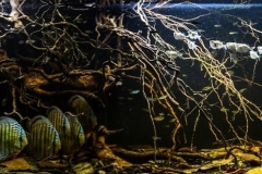 Lago_Grande_do_Curuai_state_of_Para_Brazil_1-1024x331