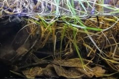 Lake_Bung_Khong_Long_Bueng_Kan_province_Thailand_1-1024x334