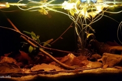 Lake_Mai_Ndombe_shallow_black_water_near_the_village_of_Ipeke_Democratic_Republic_of_Congo_1-1024x497