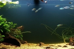 Lake_Malebo_coastal_area_Congo_River_Democratic_Republic_of_Congo_1-1024x370