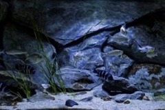 Lake_Tanganyika_Congo_rocky_bottom_with_open_space_Africa_1-1024x231