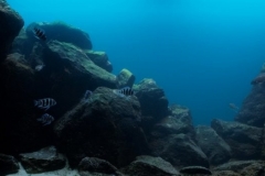 Lake_Tanganyika_benthic_waters_of_Kungwe_Point_sedimented_rocky_habitat_Tanzania_1-1024x349