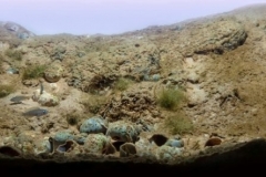 Lake_Tanganyika_sandy_sedimentary_bottom_area_in_Ndole_Bay_Zambia_1-1024x296