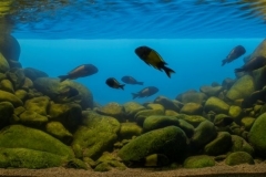 Lake_Tanganyika_shores_of_Ikola_shallow_sediment_free_rocky_habitat_Tanzania_1-1024x399