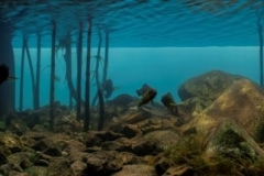 Lake_Tanganyika_shores_of_Kipili_in_wet_season_vegetated_rocky_habitat_Tanzania_1-1024x265