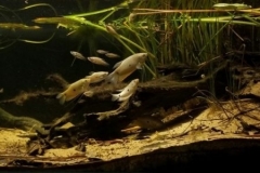 Lake_ecosystem_Mekong_River_delta_Can_Tho_Vietnam_1-1024x300