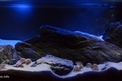 Lamprologus_speciosus_south_of_Kalemie_Tanganyika_Zair_1-1024x483