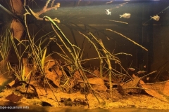 Lower_Atabapo_River_shallow_water_forest_base_Venezuela_1-1024x624