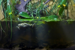 Marginal_zone_of_the_Chukhonka_River_near_Park_Bridge_Krestovsky_Island_St_Petersburg_Russia_1-1024x751