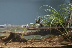 Marginal_zone_of_the_Glukharka_River_Lake_Lakhta_in_the_Primorsky_district_St_Petersburg_Russia_1-1024x377