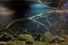 Margins_of_the_tributary_Mopan_River_Peten_Guatemala_1-1024x473