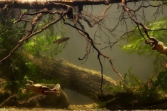 Masek_Lake_margin_near_the_village_of_Sinoni_Tanzania_Africa_1-1024x365