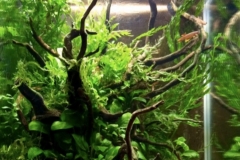 Mbe_River_a_quiet_backwater_in_northwestern_Gabon_1-899x1024