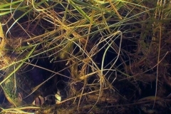 Mekong_River_Nakhon_Phanom_province_Thailand_1-1024x341