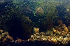 Mini_waterfall_pond_Ribeira_da_Mata_near_Sintra_Portugal_1-1024x355