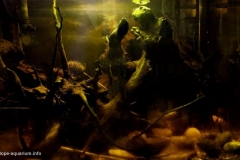 Moenkhausia_sanctaefilomenae_Pilcomayo_Paraguay_1-1024x624