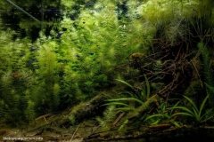 Morichal_Largo_River_Orinoco_River_basin_Venezuela_1-1024x699