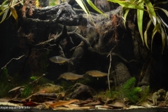 Mouth_of_the_Khotomlyanka_river_at_the_confluence_with_the_Seversky_Donets_Pecheneg_reservoir_Ukraine_1-1024x637