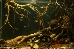 One_of_small_brook_inflow_to_Igarape_Yavuari_Brazil_1-1024x683