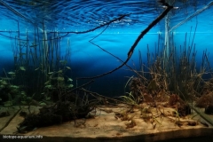 Orinoco_Riverside_Bolivar_State_Venezuela_1-1024x684