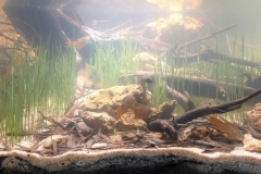 Oryza_rufipogon_Tram_Chim_National_Park_of_Dong_Thap_Muoi_Mien_Tay_Vietnam_1-1024x340