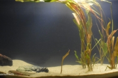 Osered_River_shallow_water_near_Pavlovsk_Voronezh_Region_Russia_1-1024x538