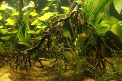 Pantanal_flooded_forest_Mato_Grosso_Brasil_1-1024x762