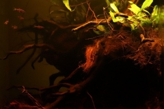 Peat_swamp_forest_Johor_Malaysia_1-1024x963