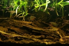 Peat_swamp_forest_in_Selangor_Malaysia_1-1-1024x327