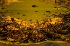 Potaro_River_shore_shoal_Essequibo_River_tributary_Guyana_1-1024x272