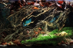 Recanto_Ecologico_a_gentle_stream_of_Rio_da_Prata_river_Mato_Grosso_do_Sul_Brazil_1-1024x499