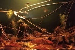 Rio_Caures_Igarape_Cajari_tributary_of_Rio_Negro_Barcelos_Amazonas_Brazil_1-1024x358