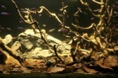 Rio_Momon_close_to_Iquitos_Peru_1-1024x196