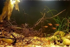 Rio_Nanay_shallow_area_near_roots_of_the_fallen_tree_Peru_1-1024x347