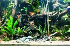 Rio_Negro_сlear_water_Brazil_1-1024x434