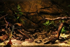 Rio_Negro_biotope_Brazil_1-1024x392